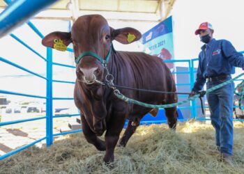 Se redujo el hato ganadero de Tamaulipas en un 12%