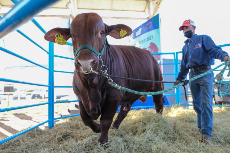 Se redujo el hato ganadero de Tamaulipas en un 12%