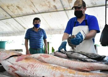 «Pega» a consumidores aumento en precio de pescados y mariscos de un 40%»