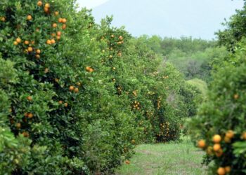 Exigen a productores de cítricos limpiar sus huertas o serán multados