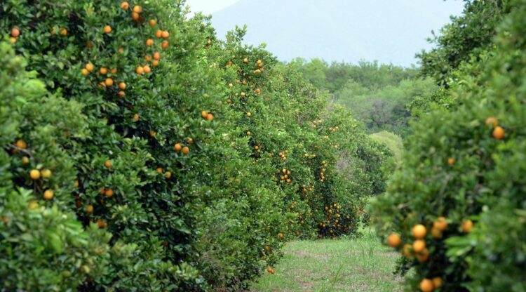 Exigen a productores de cítricos limpiar sus huertas o serán multados