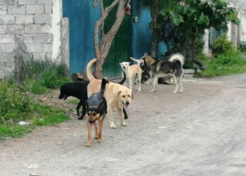aumentan denuncias por agresion de perros.
