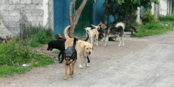 aumentan denuncias por agresion de perros.