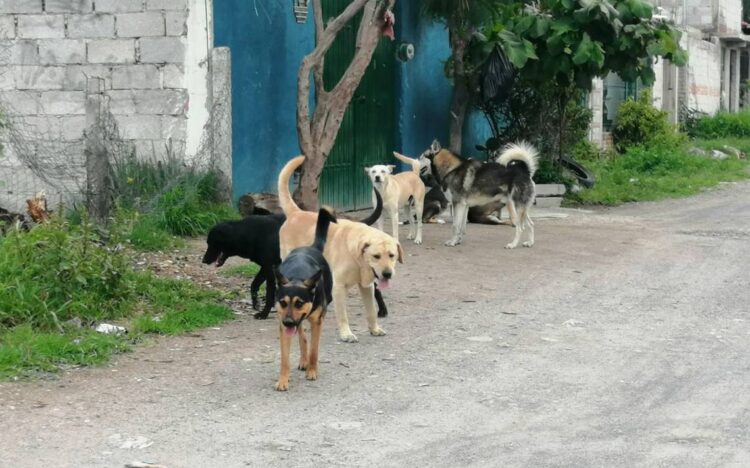 aumentan denuncias por agresion de perros.